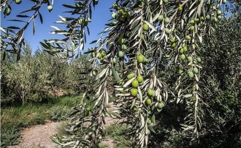 سودآوری از درختان زیتون درسیستان وبلوچستان/برداشت سالانه 20 تن محصول از کشت 500 نهال در دانشگاه زابل