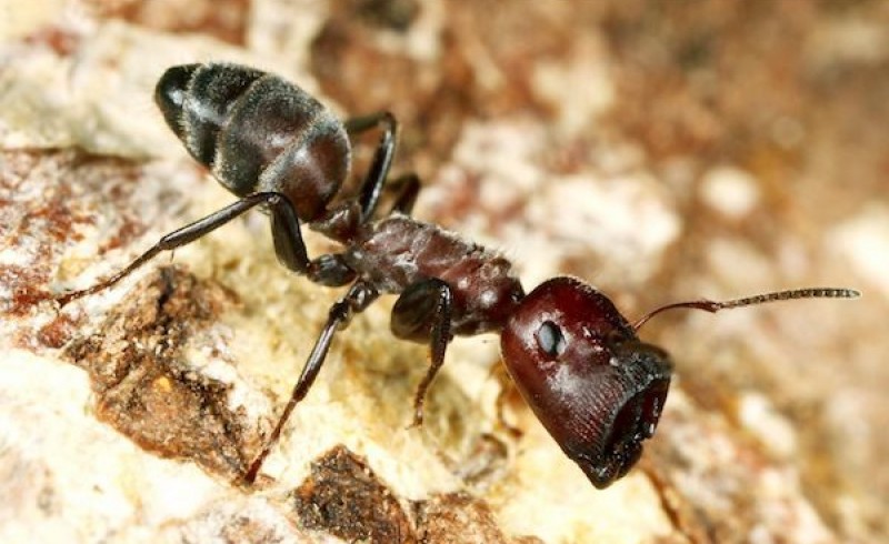 مورچه داعشی کشف شد! +تصاویر
