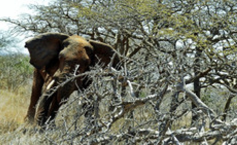 حمله مرگبار فیل به مرد جوان! +فیلم