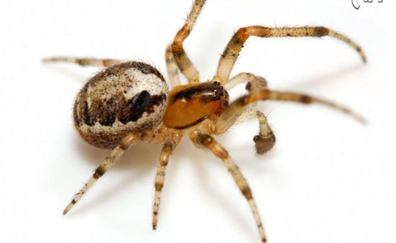 عجیب‌ترین و جالبترین حقایق درباره عنکبوت‌ها که نمی‌دانستید! +تصاویر