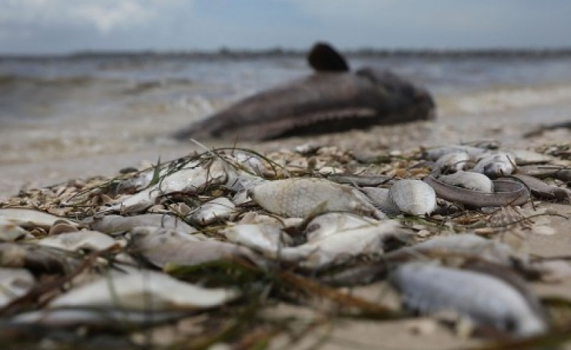 مرگ دسته جمعی آبزیان در ساحل چابهار/ هشدار درباره مصرف ماهیان مشکوک