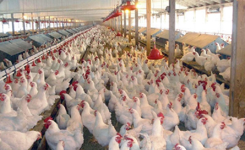 تلفات 60 درصدی مرغداری ها علت کمبود مرغ در سراوان/ چهل هزار قطعه مرغ وارد بازار می شود