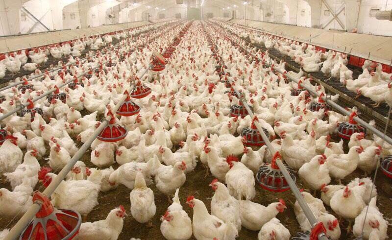 تولید سالانه6452تن گوشت در واحدهای پرورش مرغ/ایرانشهر به خودکفایی در تولید گوشت سفیدمی‌رسد