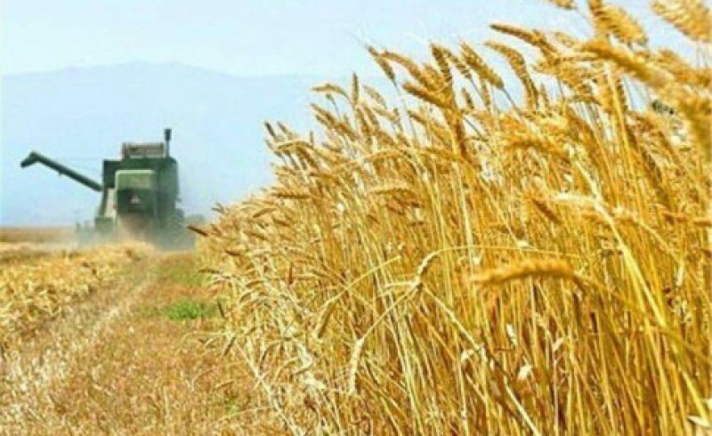 تولید ۳ میلیون تن محصولات زراعی در سیستان و بلوچستان