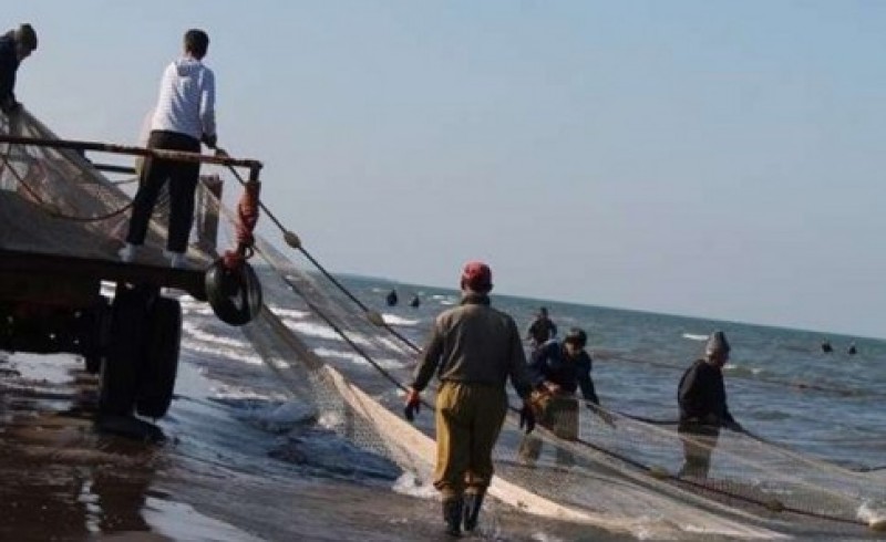 صید ماهی شیر در آب های سواحل مکران و دریای عمان ممنوع شد