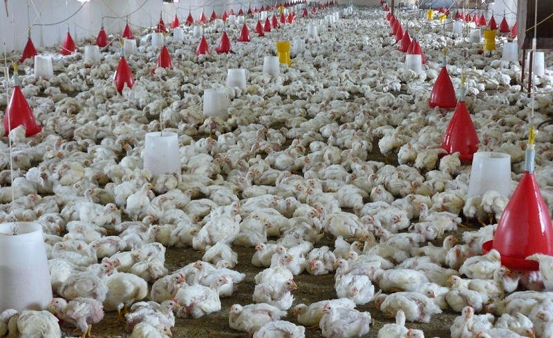 تولید ۳۱۱تن گوشت مرغ در مهرستان/ فعالیت هشت واحد صنعتی پرورش مرغ گوشتی در این شهرستان