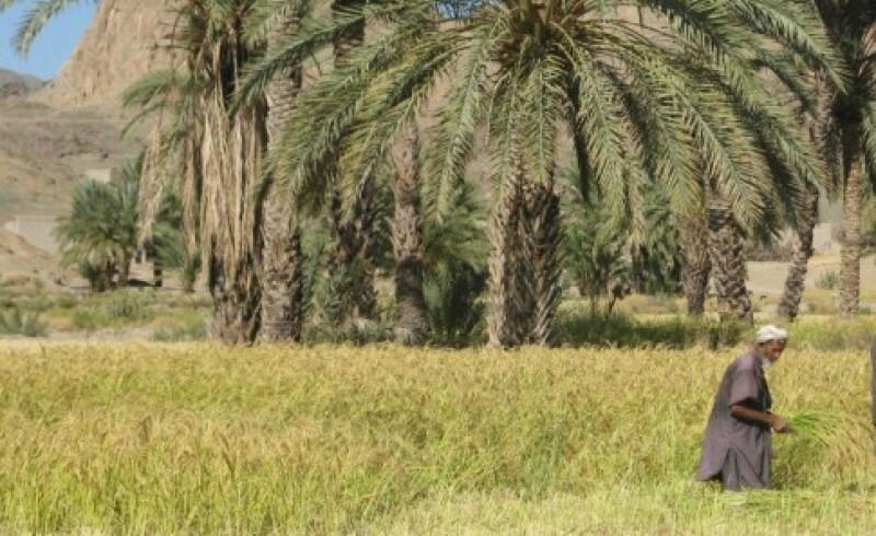حل مشکل اشتغال با کشت برنج در جنوب شرق کشور/رحمت الهی جانی دوباره به کشاورزی سیستان وبلوچستان بخشید