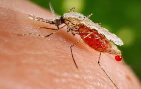 فعالیت چهار گونه ناقل مالاریا در سراوان/  افرادی که در مرز تردد دارند بیشتر مورد خطر ابتلا قرار دارند