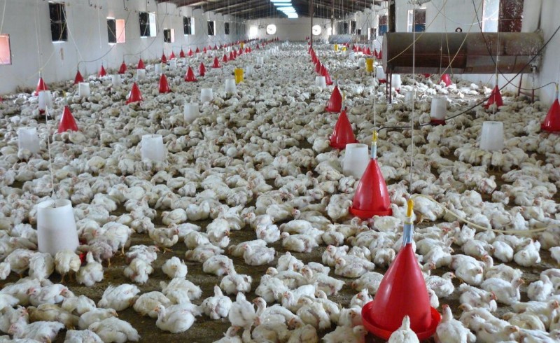 تلاش برای تحقق خودکفایی تولید گوشت مرغ در مهرستان/ عملیات احداث 3 واحد پرورش مرغ صنعتی 60 درصد پیشرفت داشته است