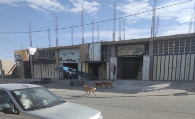 گلایه شهروندان مهرستانی از پرسه سگ های ولگرد در سطح شهر/ نبود میرشکار معضل این روزهای شهرداری مهرستان