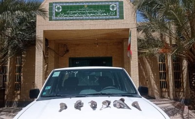 عامل شکار پرندگان وحشی در سراوان دستگیر شد