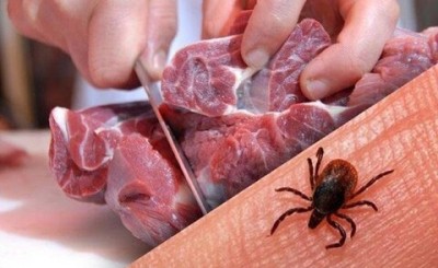 تب کریمه کنگو منجر به نارسایی کبدی و مرگ می شود/ ضرورت تهیه گوشت از مراکز تحت نظارت دامپزشکی