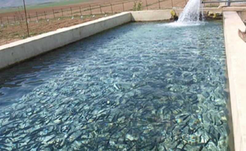 رهاسازی ۷۰ هزار قطعه بچه ماهی در منابع آبی سراوان