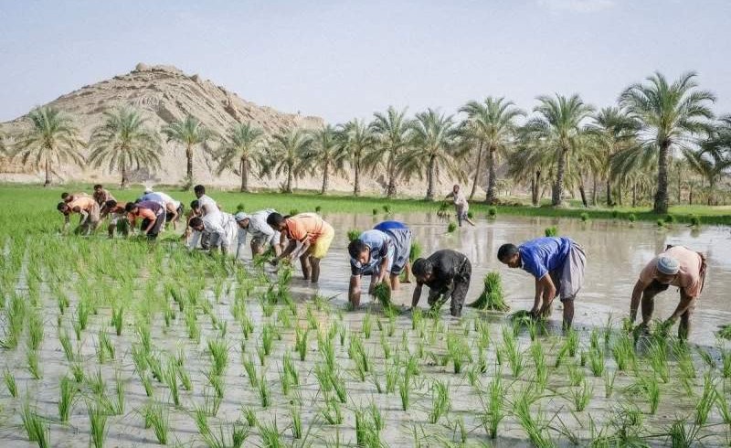تولید برنج در خشک‌ترین استان کشور